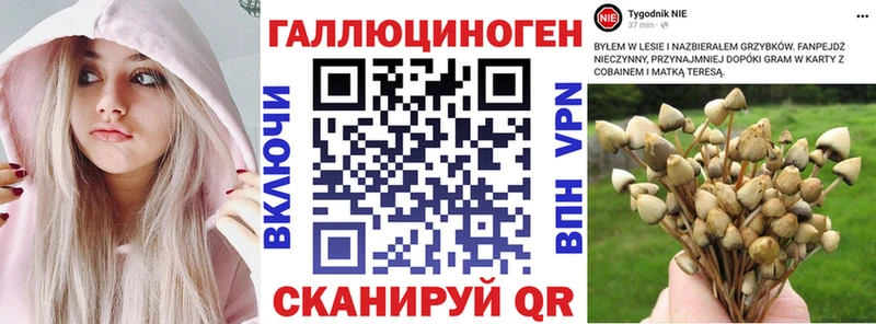 Псилоцибиновые грибы Cubensis  блэк спрут онион  Маркс 